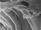 Biological Imaging: What More Can It Provide?
