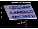 Advanced Techniques for Genomics and Proteomics: Transitional Structural Chemogenomics, Chemoproteomics, Pharmacogenomics, and Pharmacoproteomics