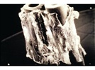 The Hollow Fiber Bioreactor and Cell Co-Cultivation