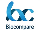 Optimizing the Western Blotting Procedure: Solutions for Faster Western Blots