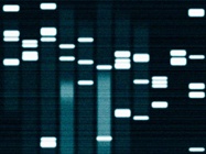 Next Gen Sequencing