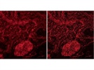 Scientific Imaging: To Sharpen or Obscure?