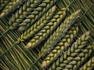 Rational Design of an Oral Enzyme Therapeutic: A Novel Approach for Celiac Disease