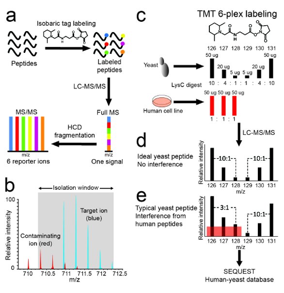 Improving Quantitative Accuracy and Precision of Isobaric Labeling