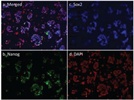 Automated Cell Staining in Drug Discovery