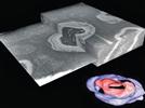 A Novel Approach to 3-D Biological Sample Analysis Using a Dual-Beam FIB/SEM