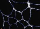 Use of High-Content Tools to Drive Innovation and Collaboration in the Biotechnology Industry