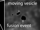 TIRF Microscopy Software for Automated Vesicle Fusion Detection