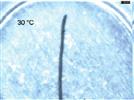 DSC–Microscopy