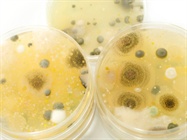 <span>LabTips: </span>Preventing Microbial Contamination in a Cell Culture Incubator