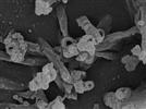 Expediting the Discovery Process With an SEM Work Flow Solution for Life Sciences