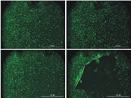 <span>LabTips:</span> Adapting Cell-Based Assays to Automated Workflows