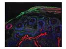 Absorption and Emission Red Shift in Stained Cell and Tissue Samples