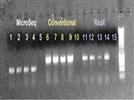 PCR Amplification Performance Comparison