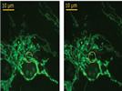 Nanodissection With Femtosecond Laser Technology