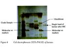 Single-Step Purification of Lactase From a New Isolate of L. acidophilus