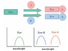A Single Molecular Multianalyte Fluorescent Probe and Its Application to Imaging Intracellular Multianalyte Dynamics