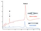 Capillary Electrophoresis–Sodium Dodecyl Sulfate of a Heavily Glycosylated Protein: Feasibility of Stability Monitoring