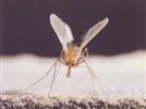 A Charged Aerosol Detector That Reduces Vaccine Development Time