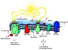 Rapid Testing of Toxic Chemicals