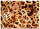 Capillary-Channeled Polymer (C-CP) Fibers: A Novel Platform for Liquid-Phase Separations