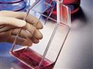 Reducing Cell Culture Costs By Reducing Serum Levels