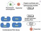 A New Paradigm for the Development of Fluorescent RNA Imaging Technology Using Synthetic Molecules