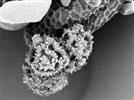 Desktop Scanning Electron Microscopy: Filling A Critical Imaging Gap