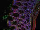 Light-Emitting Diodes: A New Solution for Fluorescence