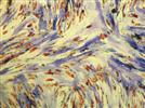 Use of qPCR to Detect Biomarkers for Assessing Stem Cells