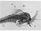 Applications of a Compact, Easy-to-Use Inverted Fluorescence Microscope