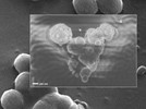 The Helium Ion Microscope: Advances in Technology and Applications