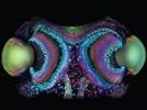2010 Olympus BioScapes Digital Imaging Competition®: Winners and Honorable Mentions