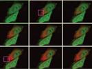 Long Life, No Lag: Overcoming the Limits of Photoactivation