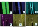 ATR Imaging of Laminates
