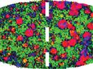 Understanding the Potential of Near-Infrared Chemical Imaging