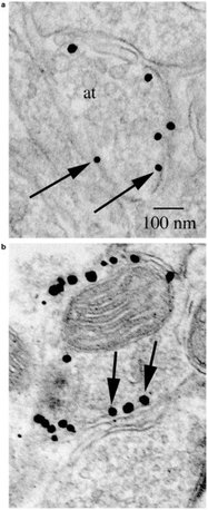 pbp3 protein localize divisome