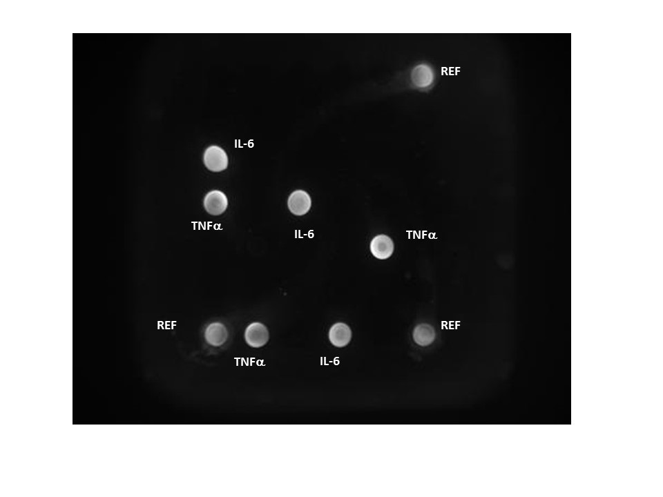 Design and Use of Multiplex Immunoassays Based on Oligonucleotide Tethering