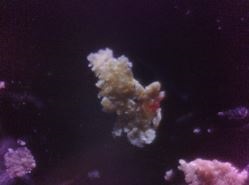 Product Contamination Visualization and Identification Using FTIR Microspectroscopy