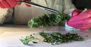 Track-and-Trace: Cannabis Cultivation, Distribution, and Use