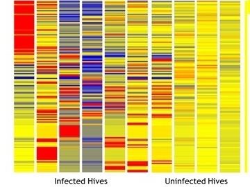 Integrating GC/TOF Exposome Profiling and Genetic Disease Screening to Provide a Holistic Perspective on Honey Bee Health