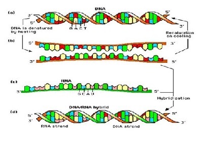 History and Future of Clinical Diagnostics