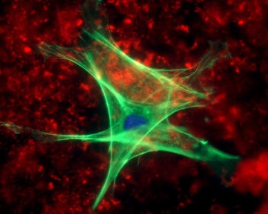 Interview With Professor Emeritus Barry L. Karger