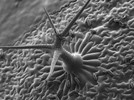 Advances in Cryo-SEM: From Micrometers to Nanometers