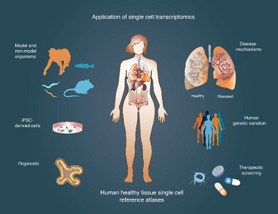  Overcoming Common Challenges in Sample Viability for Single-Cell Research